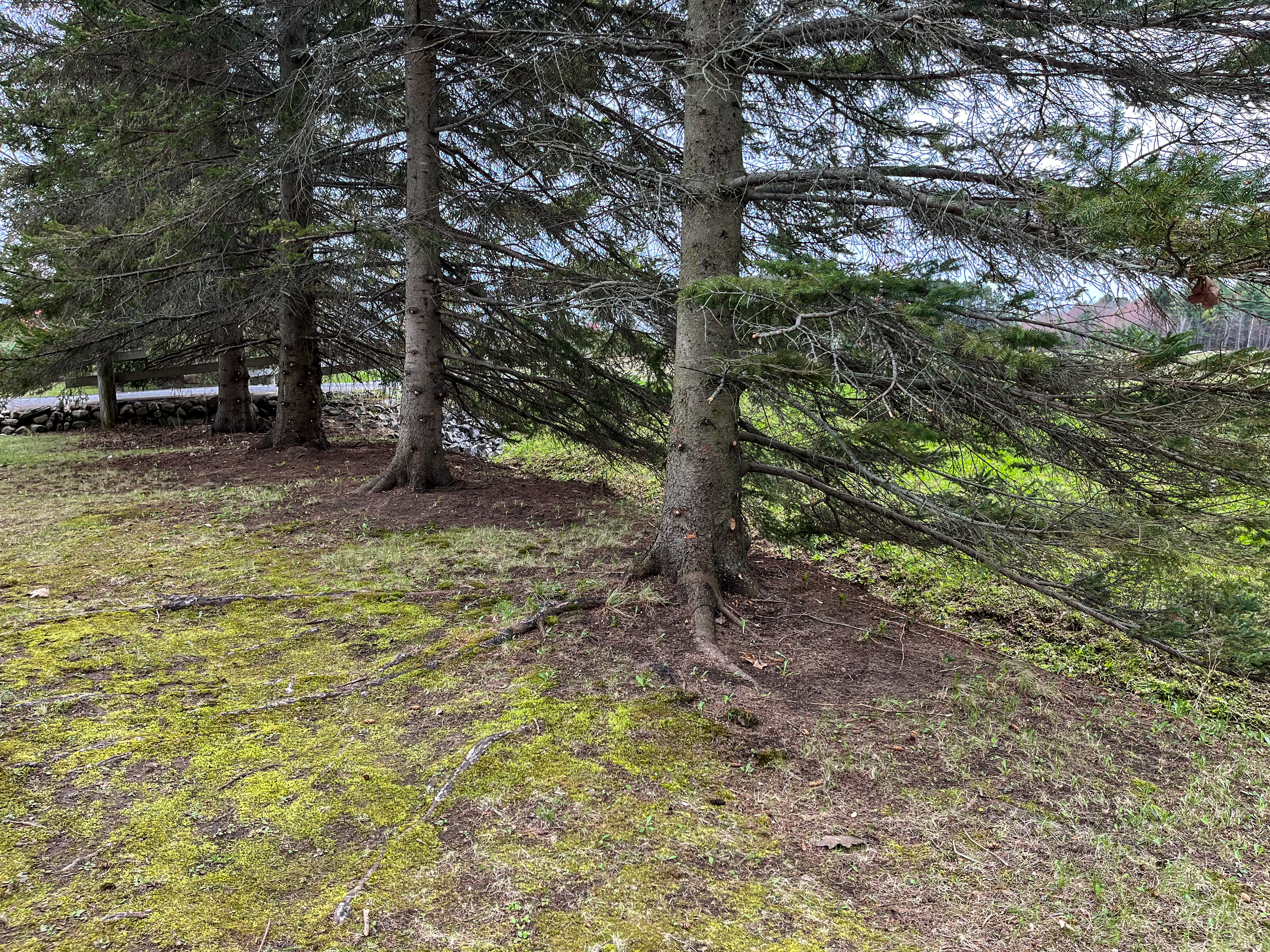 Terrain boisé après ouverture