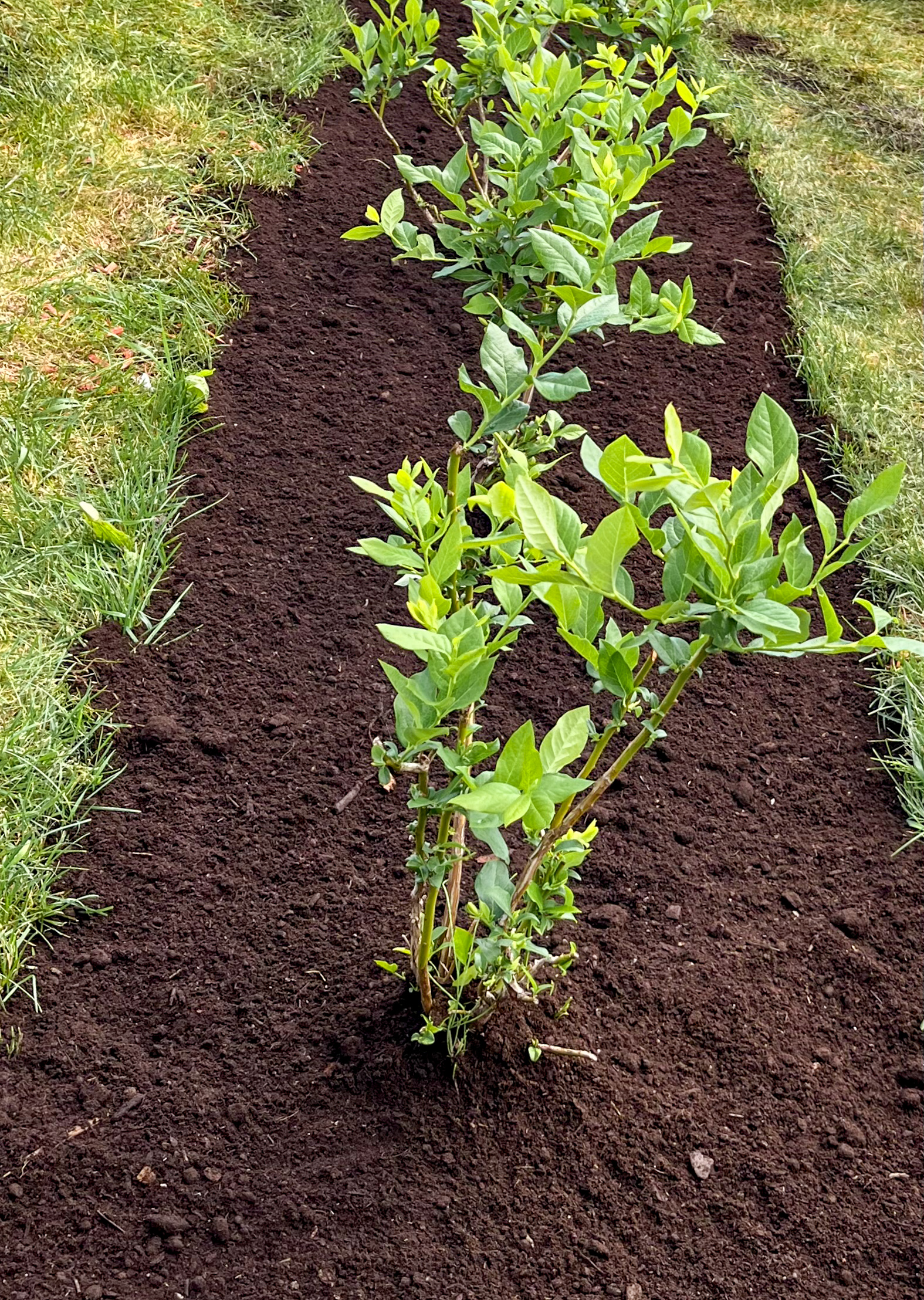 Jardin avant aménagement