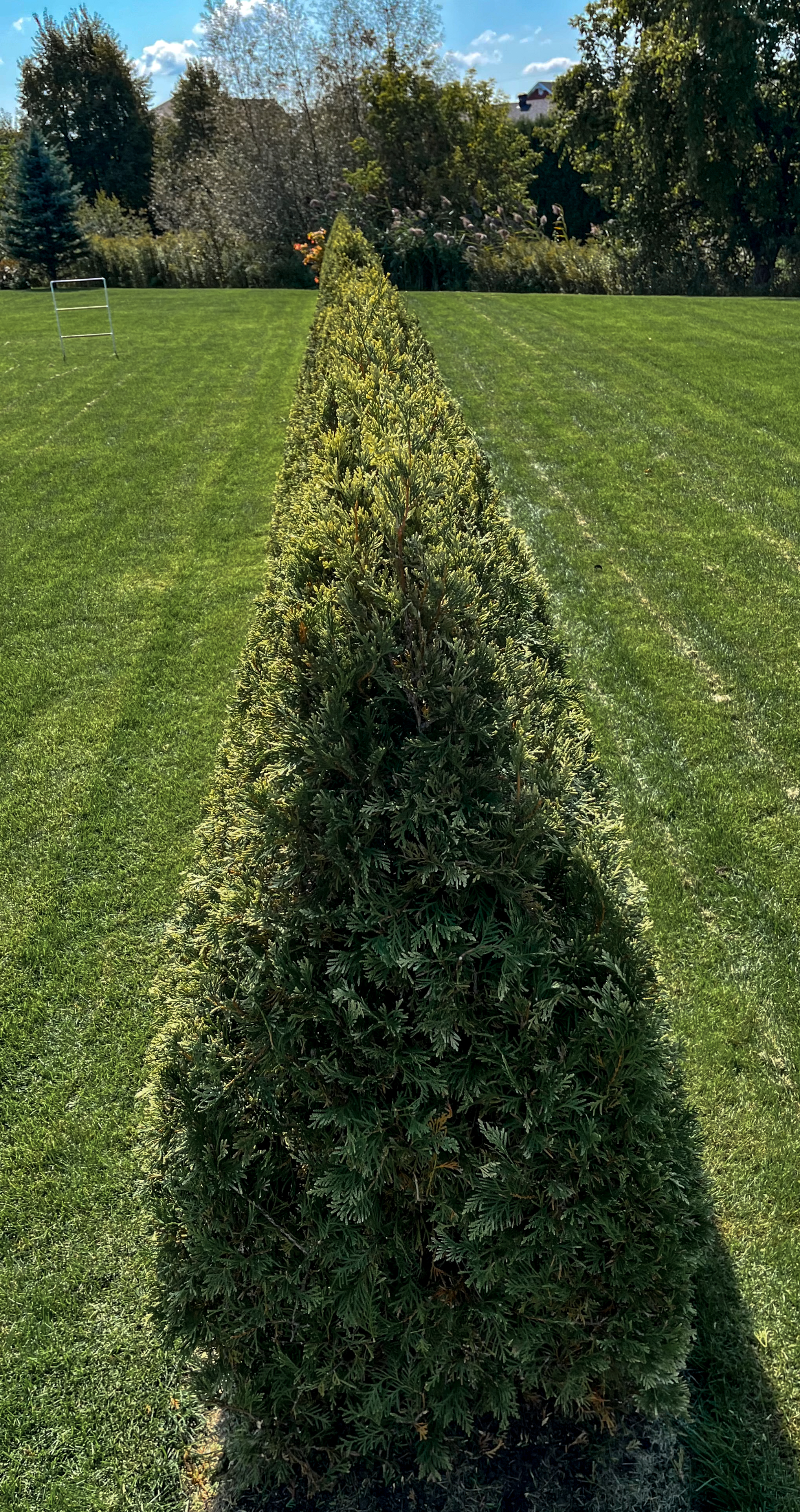 Petite haie après taille