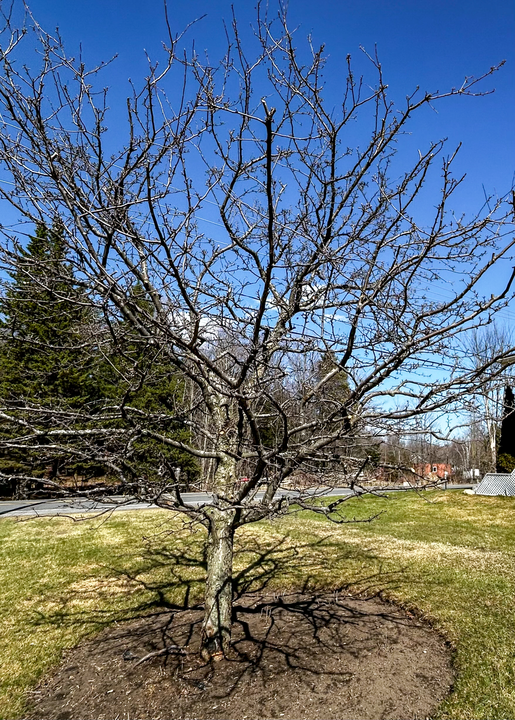 Arbre fruitier avant taille
